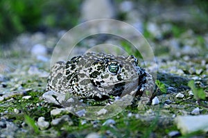 Epidalea calamita or Runner toad, a species of frog in the Bufonidae family.