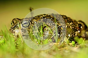 Epidalea calamita or Runner toad, a species of frog in the Bufonidae family.