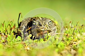 Epidalea calamita or Runner toad, a species of frog in the Bufonidae family.