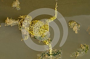 Epidalea calamita or Runner toad, a species of frog in the Bufonidae family.