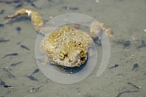 Epidalea calamita or Runner toad, a species of frog in the Bufonidae family.