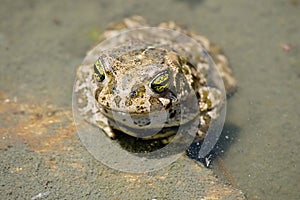 Epidalea calamita or Runner toad, a species of frog in the Bufonidae family.