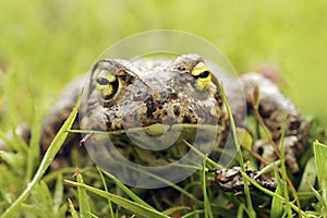 Epidalea calamita or Runner toad, a species of frog in the Bufonidae family. photo