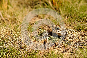 Epidalea calamita or Runner toad, a species of frog in the Bufonidae family.