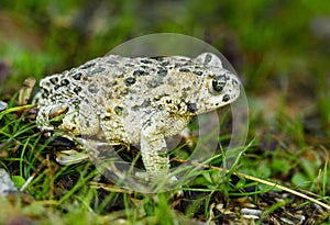 Epidalea calamita or Runner toad, a species of frog in the Bufonidae family.