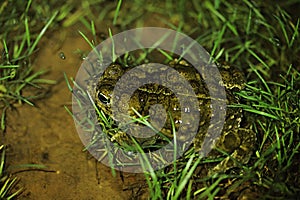 Epidalea calamita or Runner toad, a species of frog in the Bufonidae family.