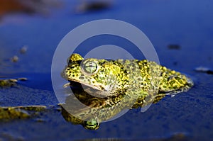 Epidalea calamita or Runner toad, a species of frog in the Bufonidae family.