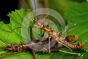 Epidares nolimetangere, female and male