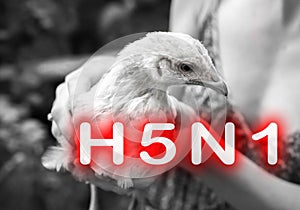 Epidemic disease of chicken flu h5n1. Chinese pandemic danger. Animals virus to people. Woman holds a hen