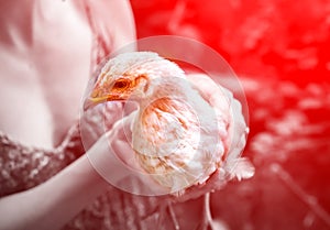 Epidemic disease of chicken flu h5n1. Chinese pandemic danger. Animals virus to people. Woman holds a hen