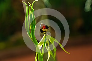 Epidendrum Cochleatum, Orchid blossom