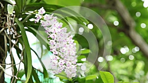 Epidendrum retusum L. or Rhynchostylis retusa L. Blume, Beautiful orchids in natural light