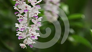 Epidendrum retusum L. or Rhynchostylis retusa L. Blume, Beautiful orchids in natural light