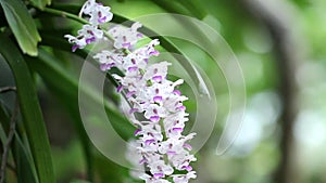 Epidendrum retusum L. or Rhynchostylis retusa L. Blume, Beautiful orchids in natural light