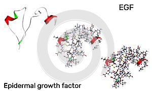 Epidermal growth factor , EGF protein molecule. It is stimulates cell growth and differentiation. 3D rendering PDB 2KV4
