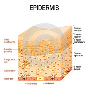 Epidermis anatomy. layers and Cell structure