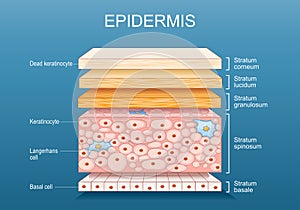 epidermis anatomy. Skin structure photo