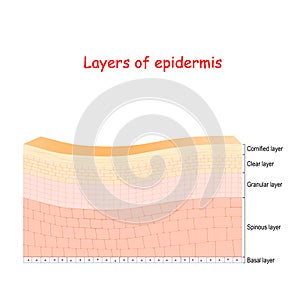 Epidermis. Cell structure of layers