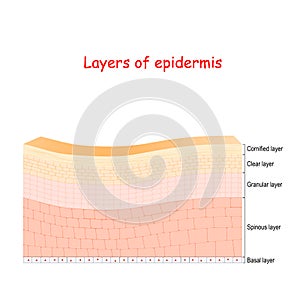 Epidermis. Cell structure of layers photo