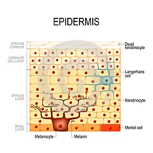 Epidermis layers. epithelial cells. Structure of the humans skin photo