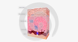 Epidermis is the outermost layer of skin and is primarily comprised of keratinocytes cells that produce the protein keratin