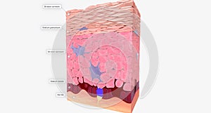 Epidermis is the outermost layer of skin and is primarily comprised of keratinocytes cells that produce the protein keratin