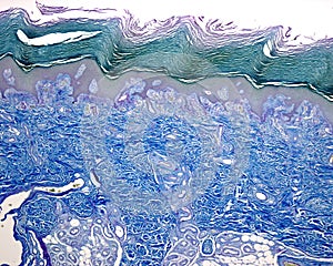 Epidermis. Stratum granulosum