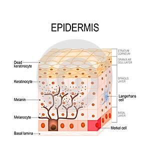 Epidermis structure. Cell, and layers of a human skin.