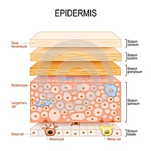 epidermis structure. Skin anatomy. Cell, and layers of a human skin photo