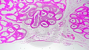 Epididymis in section filmed under microscope and magnified in 40 times against bright field