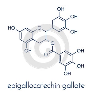 Epigallocatechin gallate EGCG green tea polyphenol molecule. Has antioxidant properties and may contribute to health effects of.