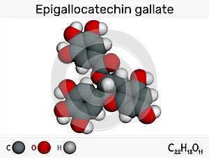 Epigallocatechin gallate EGCG, is the most abundant catechin in tea. Molecular model photo