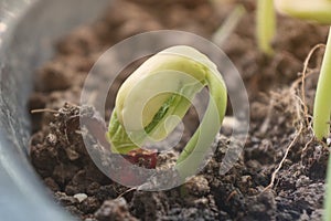 Epigeal germination is a botanical term indicating that the germination of a plant takes place above the ground.