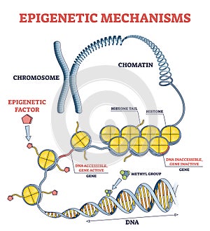 Epigenetic mechanisms as DNA acid gene protein expression in outline diagram