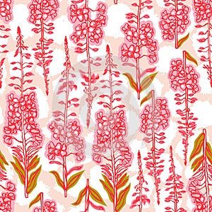 Epilobium angustifolium, Angelica, Polypodiophyta. Seamless pattern with flowering plant fireweed. Traditional Russian tea. Medica