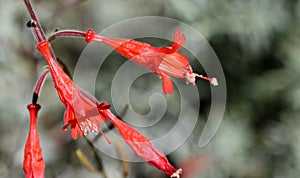 Epilobium canum 'Carmen's Grey', California Fuchsia