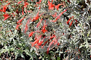 Epilobium canum 'Carmen's Grey', California Fuchsia