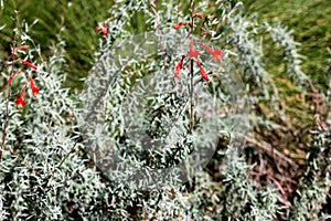 Epilobium canum 'Carmen's Grey', California Fuchsia