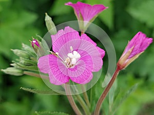 Epilobium hirsutum