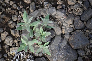 Epilobium latifolium growing in rocks isolated in Iceland