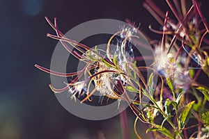 Epilobium parviflorum  hoary willowherb, smallflower hairy willowherb  seeds and fluff