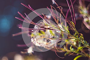 Epilobium parviflorum  hoary willowherb, smallflower hairy willowherb  seeds and fluff photo