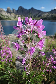 Epilobium parviflorum at Lake of Allos, Natural alpine lake, Mercantour National Park, France photo