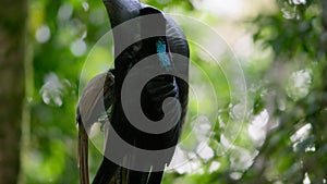 Epimachus meyeri dancing in courtship display in the forest