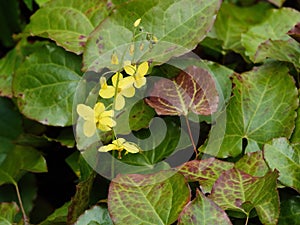 Epimedium.