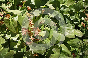 Epimedium alpinum, the alpine barrenwort,
