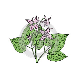 Epimedium Horny Goat Weed, yin yang huo.