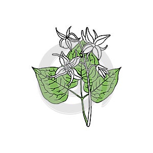 Epimedium Horny Goat Weed, yin yang huo. Herb, used in Chinese medicine. Hand drawn vector outline