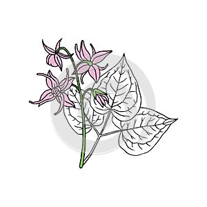 Epimedium Horny Goat Weed, yin yang huo. Herb, used in Chinese medicine. Hand drawn vector outline photo