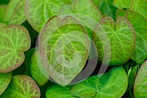 Epimedium leaves